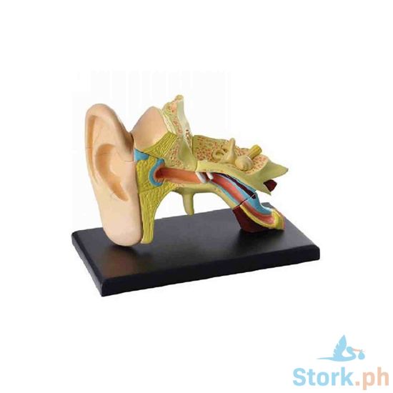 Picture of Gigo Ear Anatomy Model 14Pcs
