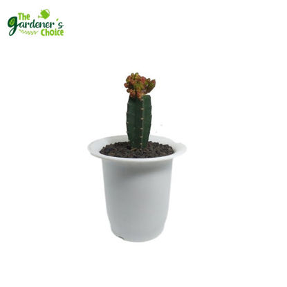 Picture of The Gardener's Choice Grafted Echinopsis cv Chocolate